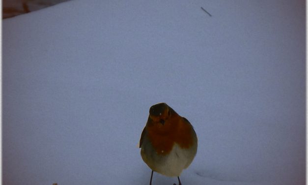Sechszehntes Türchen